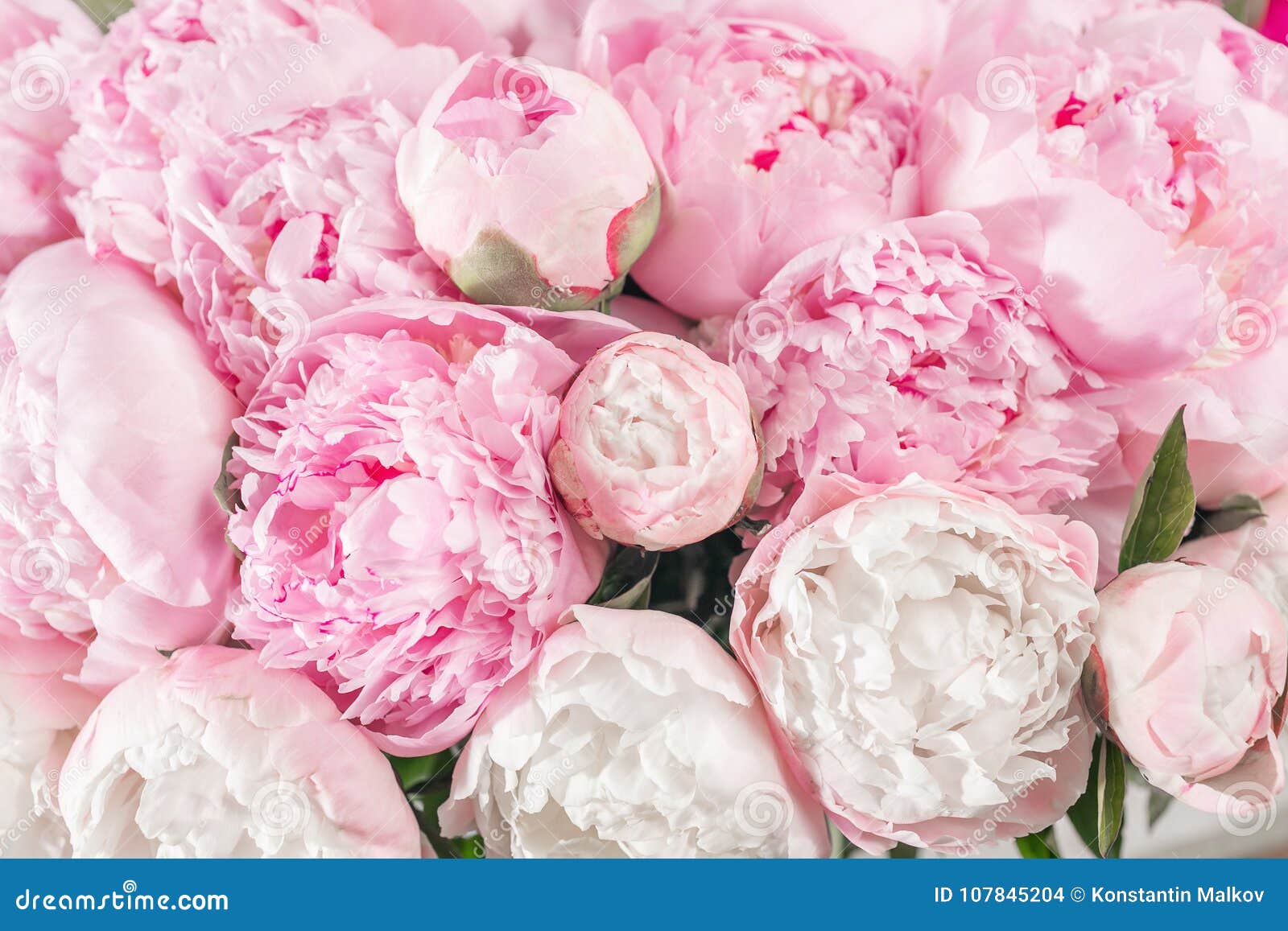 elegant bouquet of a lot of peonies of pink color close up. beautiful flower for any holiday. lots of pretty and