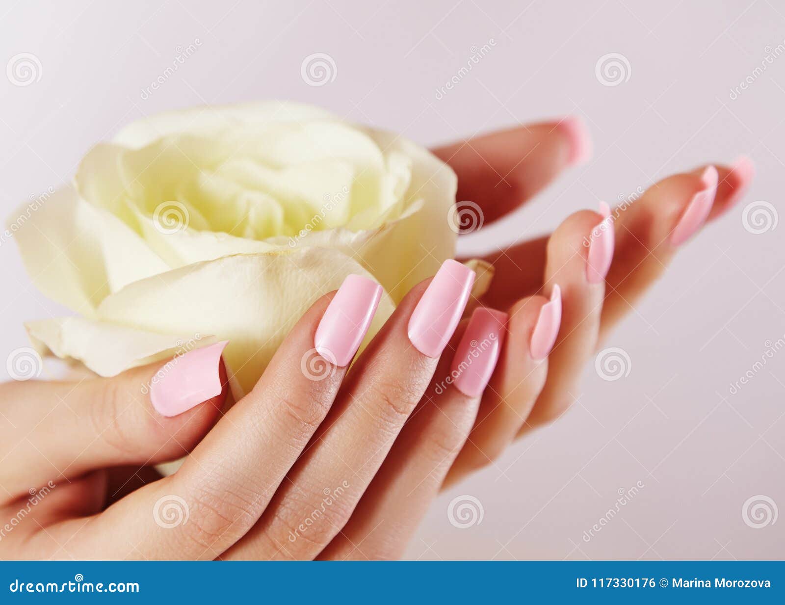 elegant female hands with pink manicured nails. beautiful fingers holding rose flower. gentle manicure with light polish