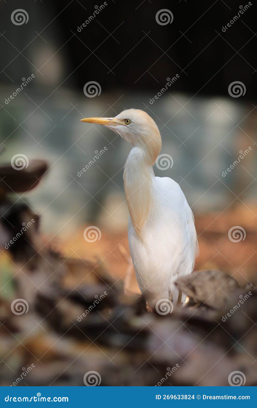 elegant and poised heron with white plumage.