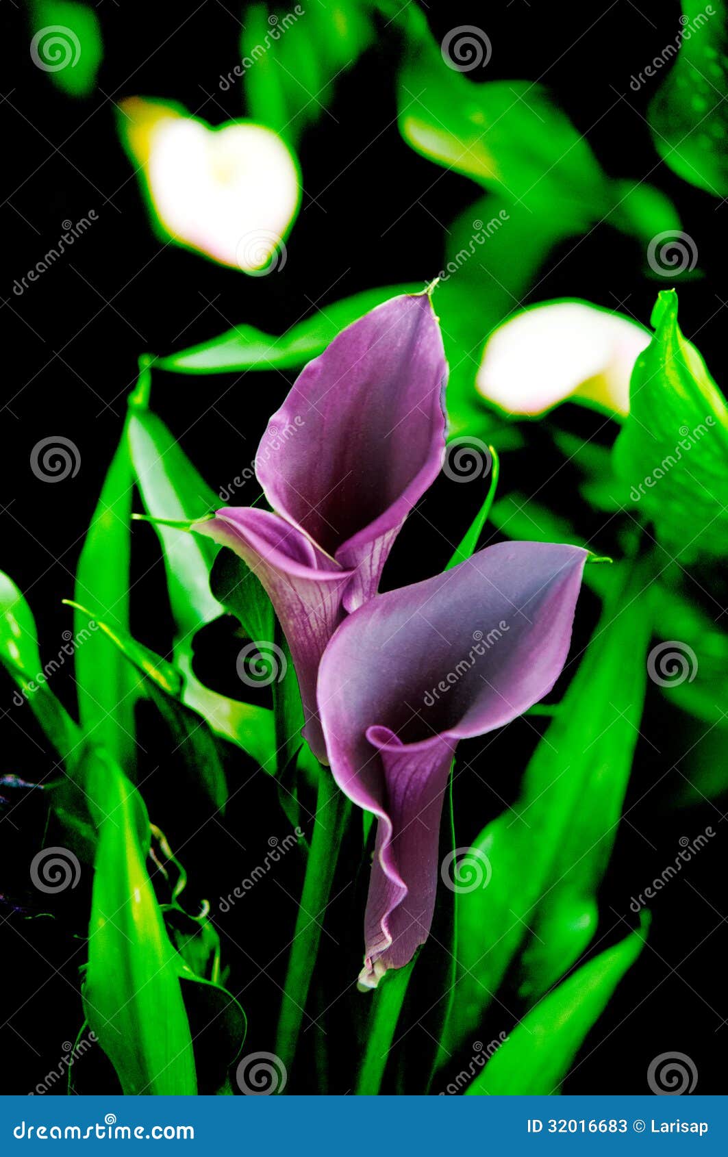 Elegant Purple Calla Lily . Stock Image - Image of beauty, background ...