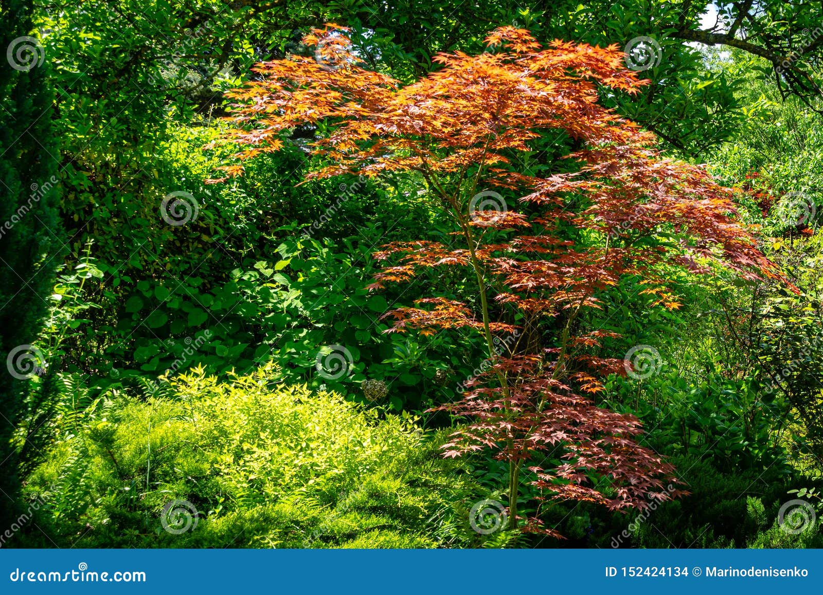 Elegant Red Japanese Maple Acer Palmatum Atropurpureum Tree With