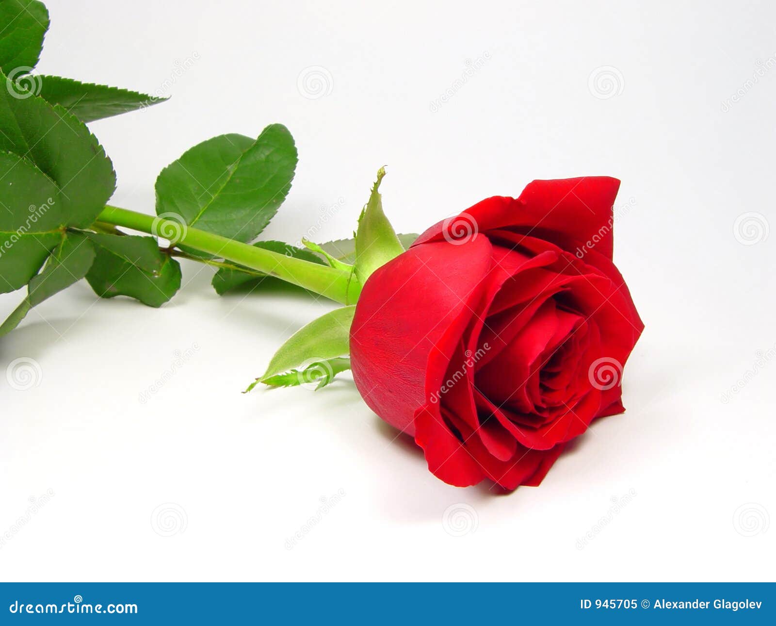 Elegant rose stock image. Image of gifts, love, bloom, bond 945705