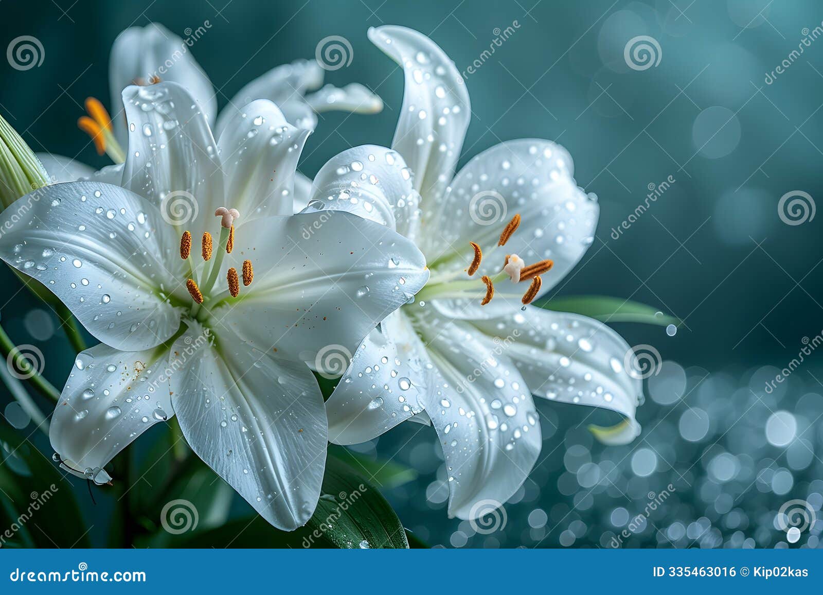 elegant white lilies with dew drops in a bokeh background - perfect for floral art and nature  generative ai