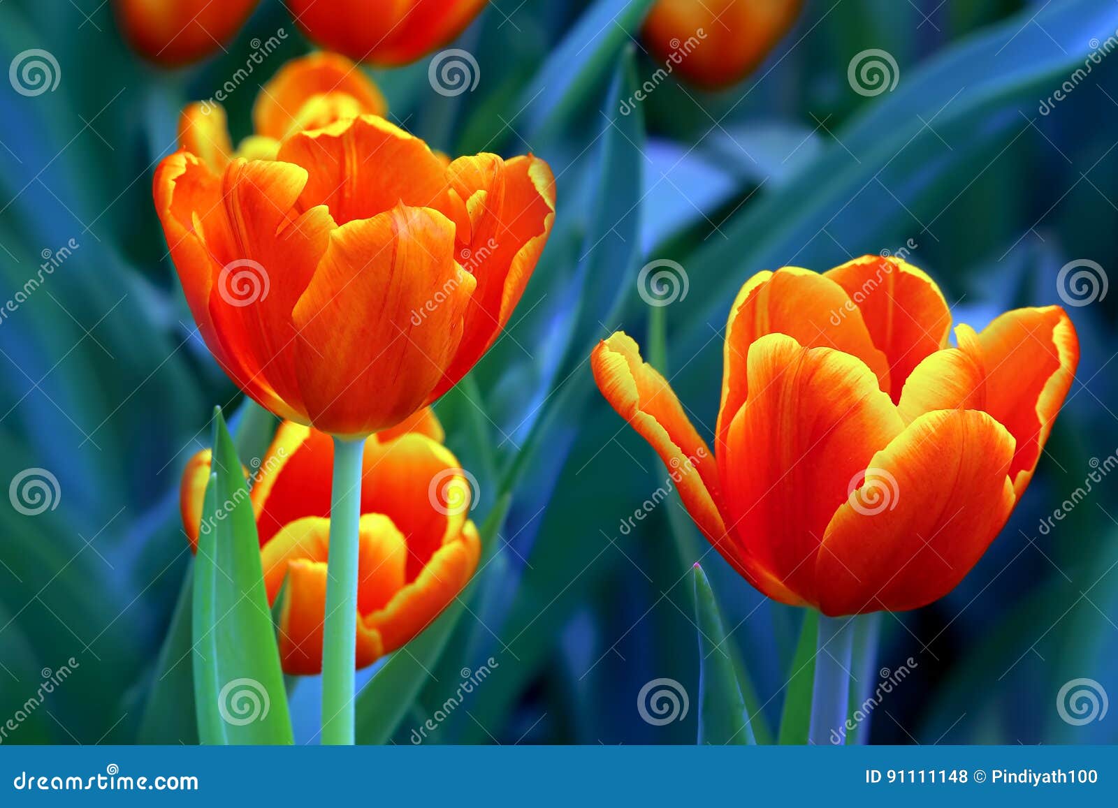 elegant yellow tipped orange tulips