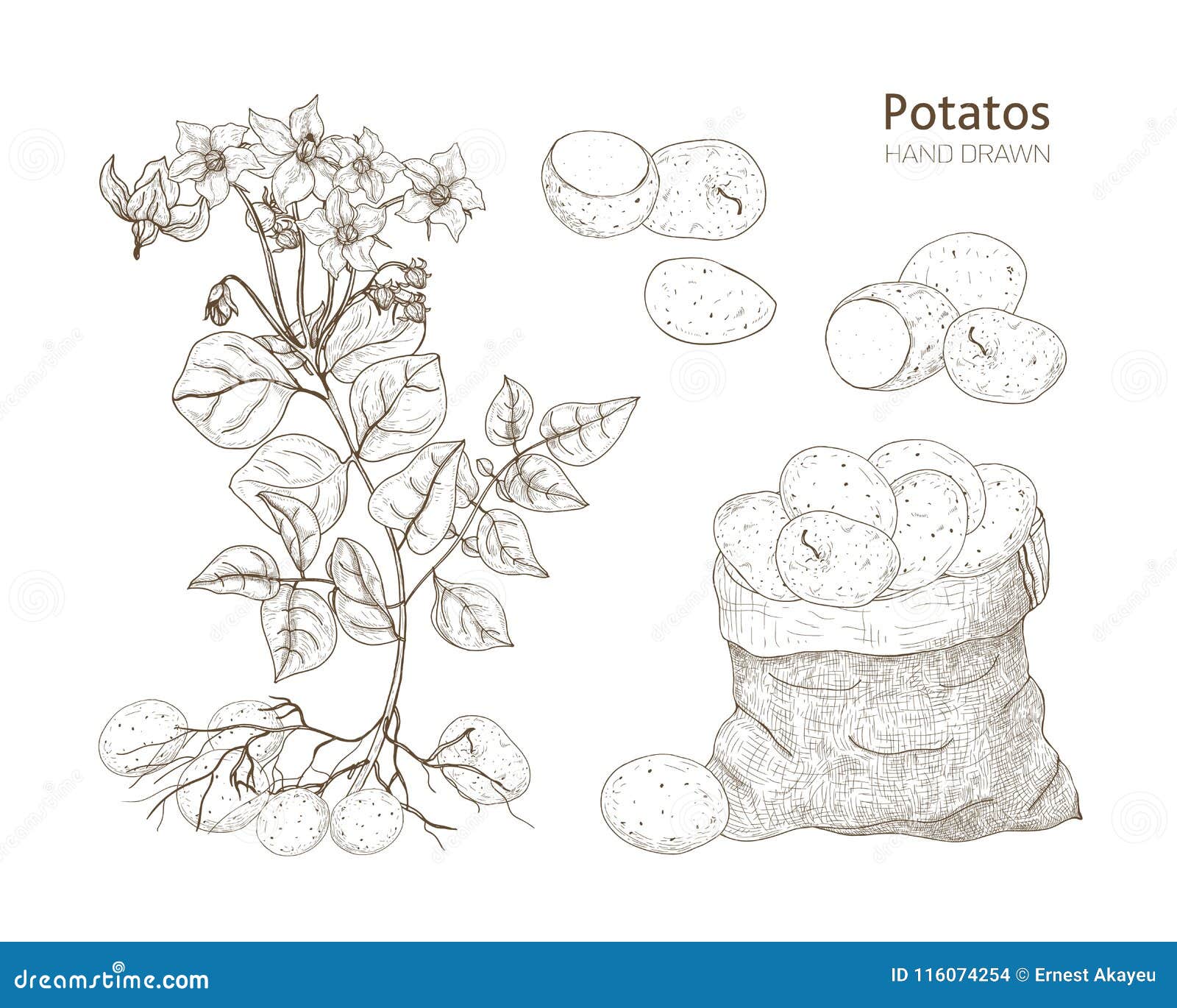 Verwonderend Elegante Zwart-wit Botanische Tekeningen Van Aardappelplant Met OF-05