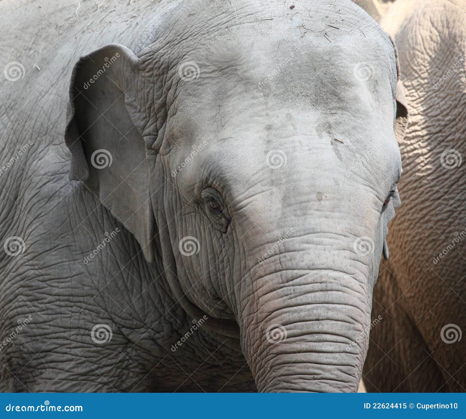 Elephant stock image. Image of elephant, mammals, endangered 22624415