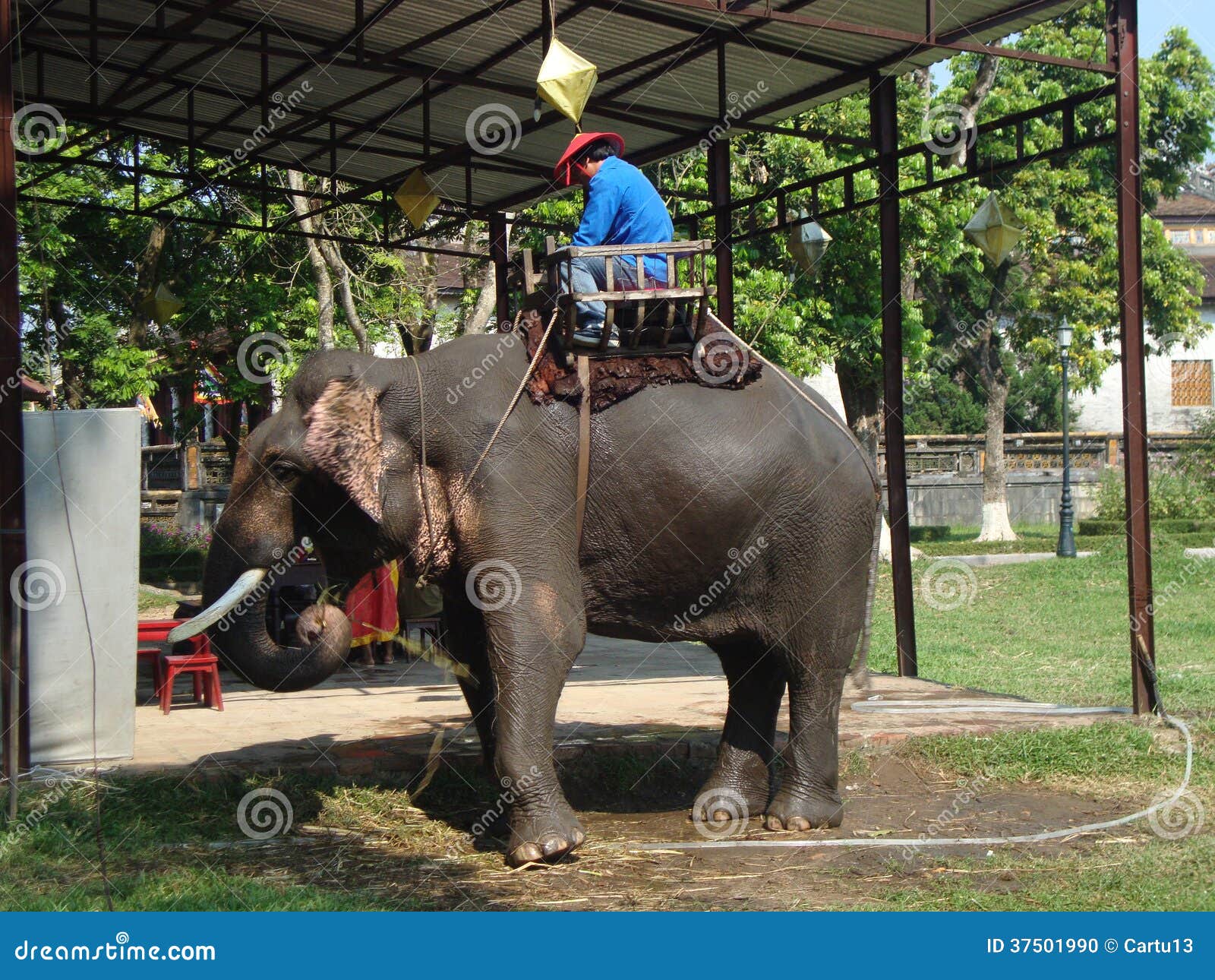 jungle island elephant dragon dragon city jungle island elephant dragon dragon city