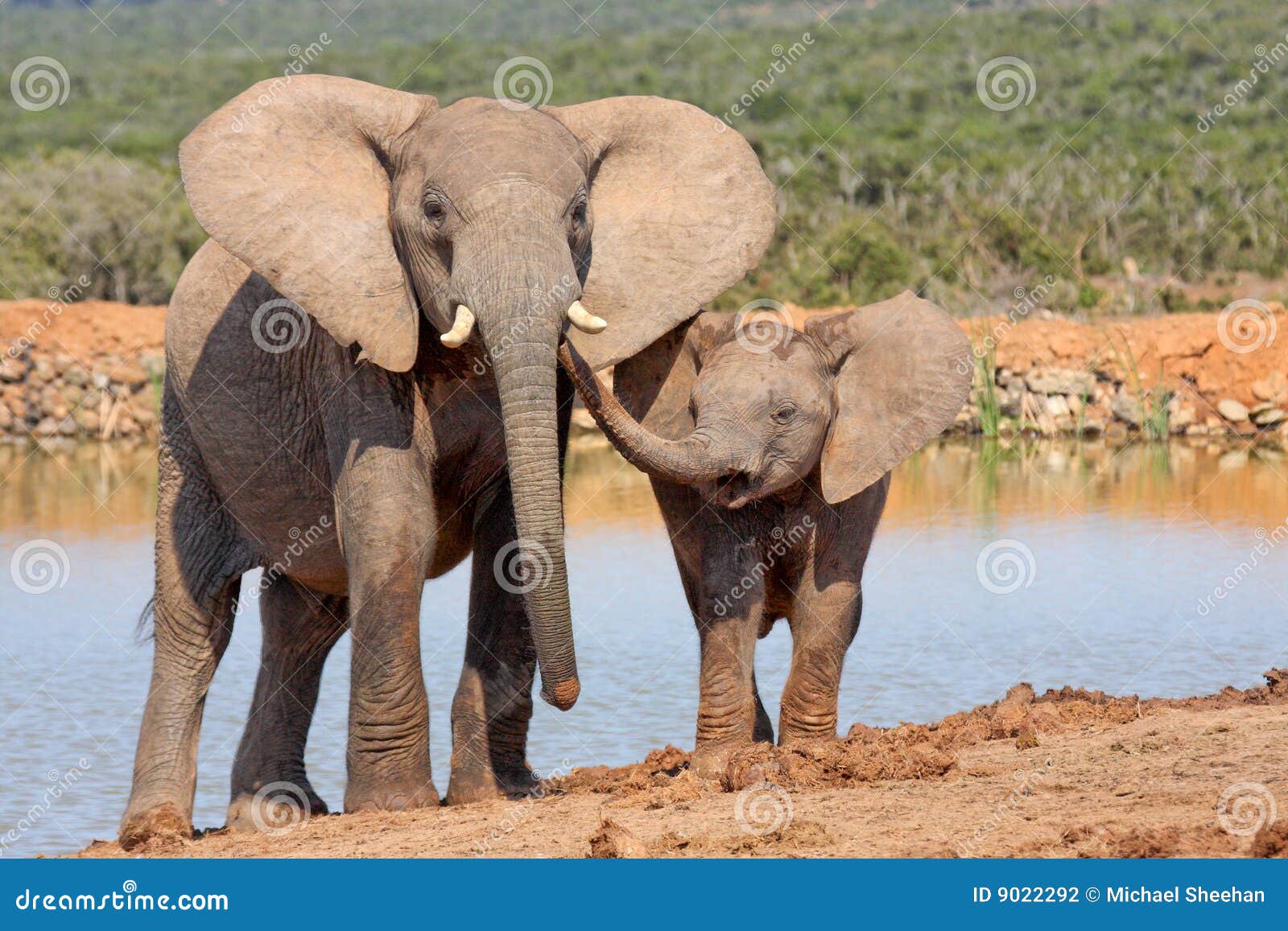 elephant affection
