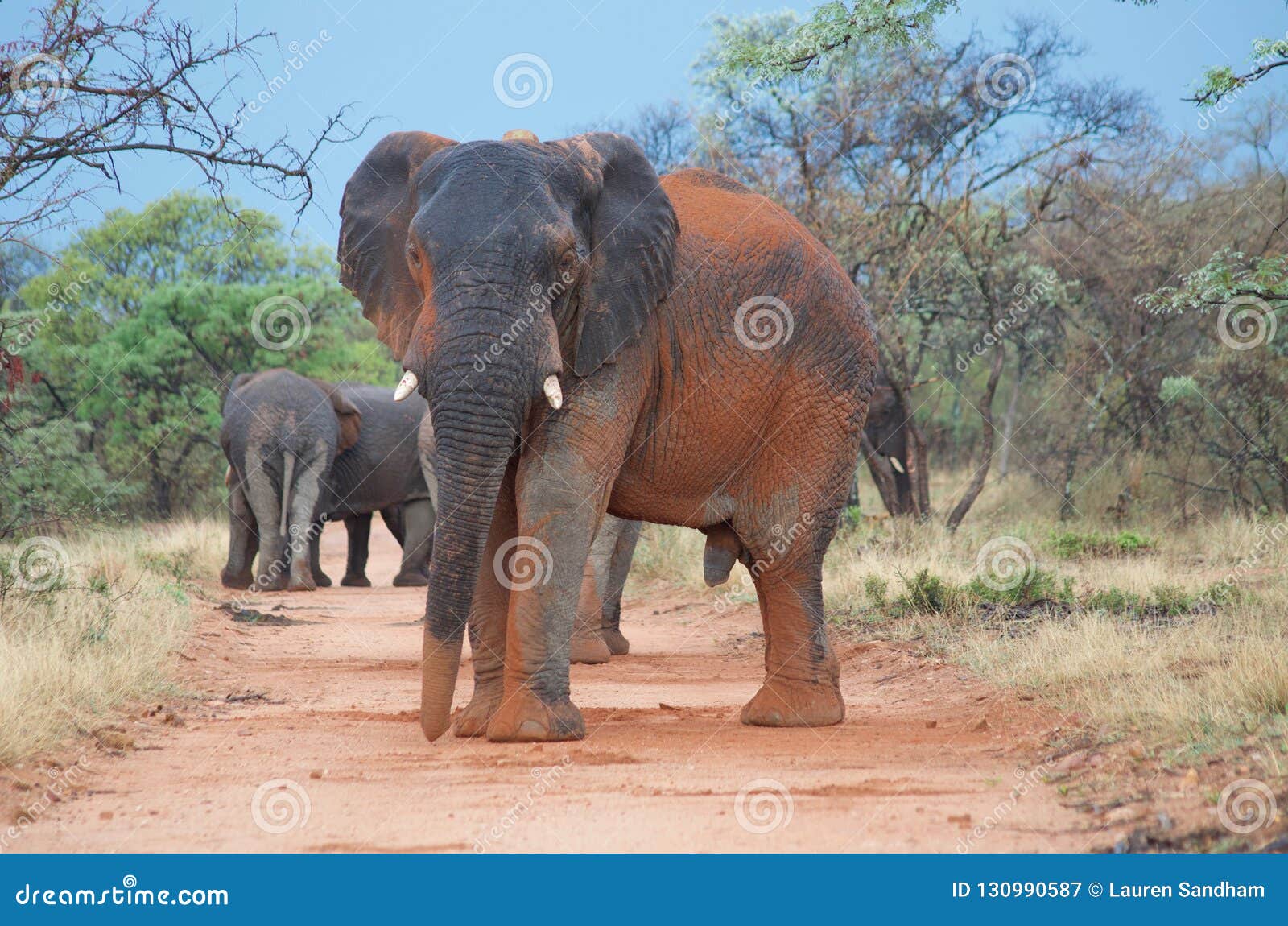Mabula Elephant