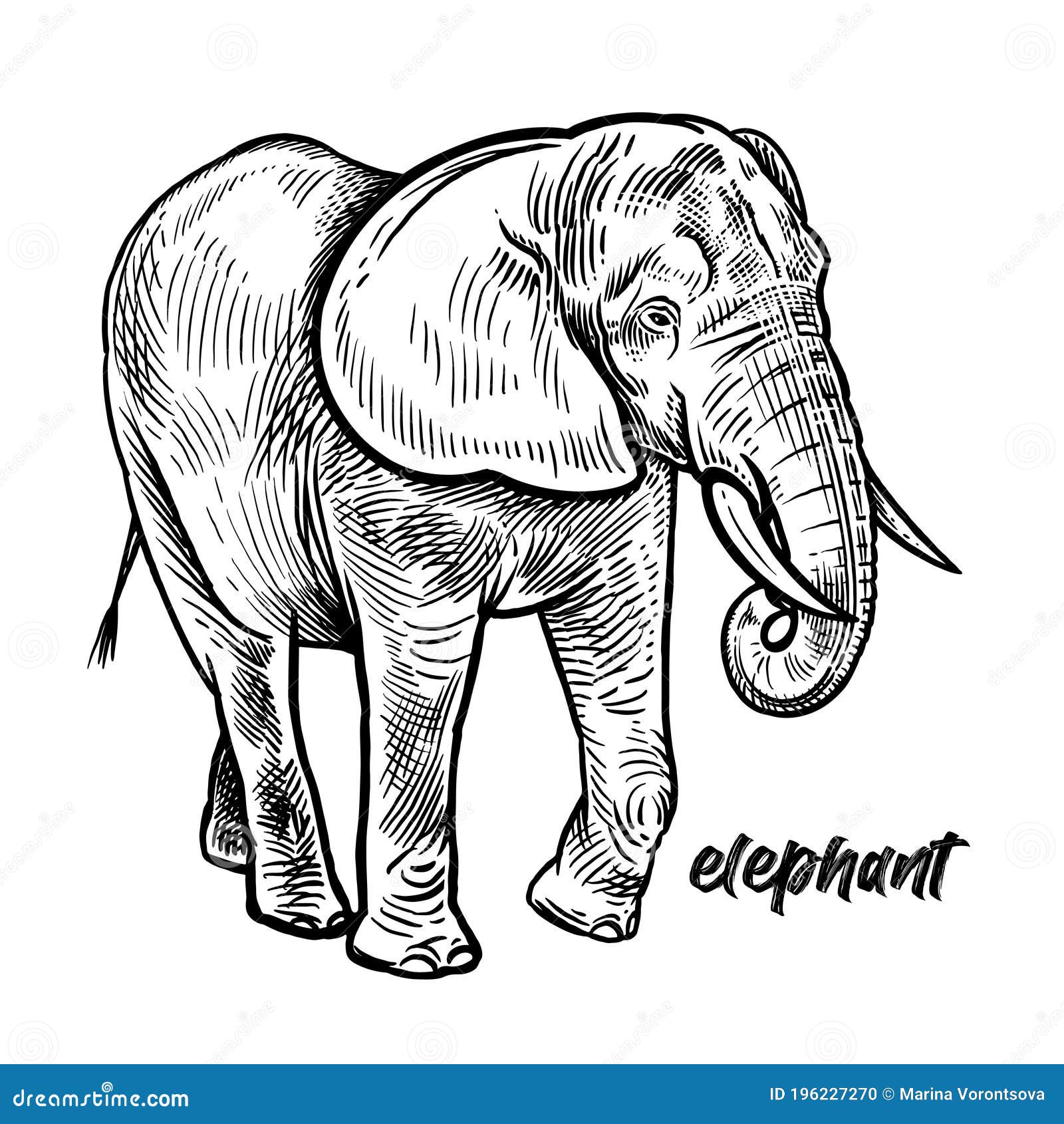 Elephant. Animal of Africa or India. Black and White. Vintage Stock Vector  - Illustration of object, naturalistic: 196227270