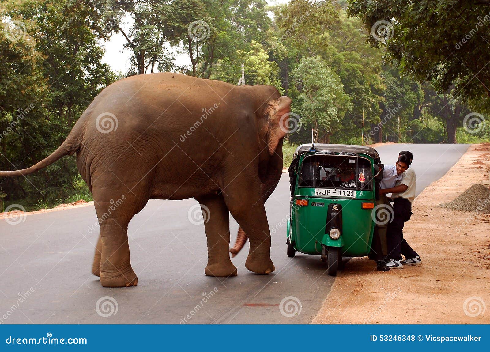 Elephant Attacks Stock Photos - Free & Royalty-Free Stock Photos from  Dreamstime