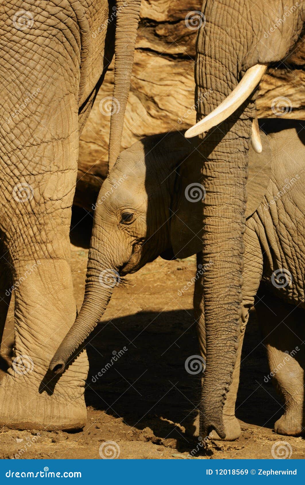 Elephant baby stock image. Image of baby, wild, white 12018569