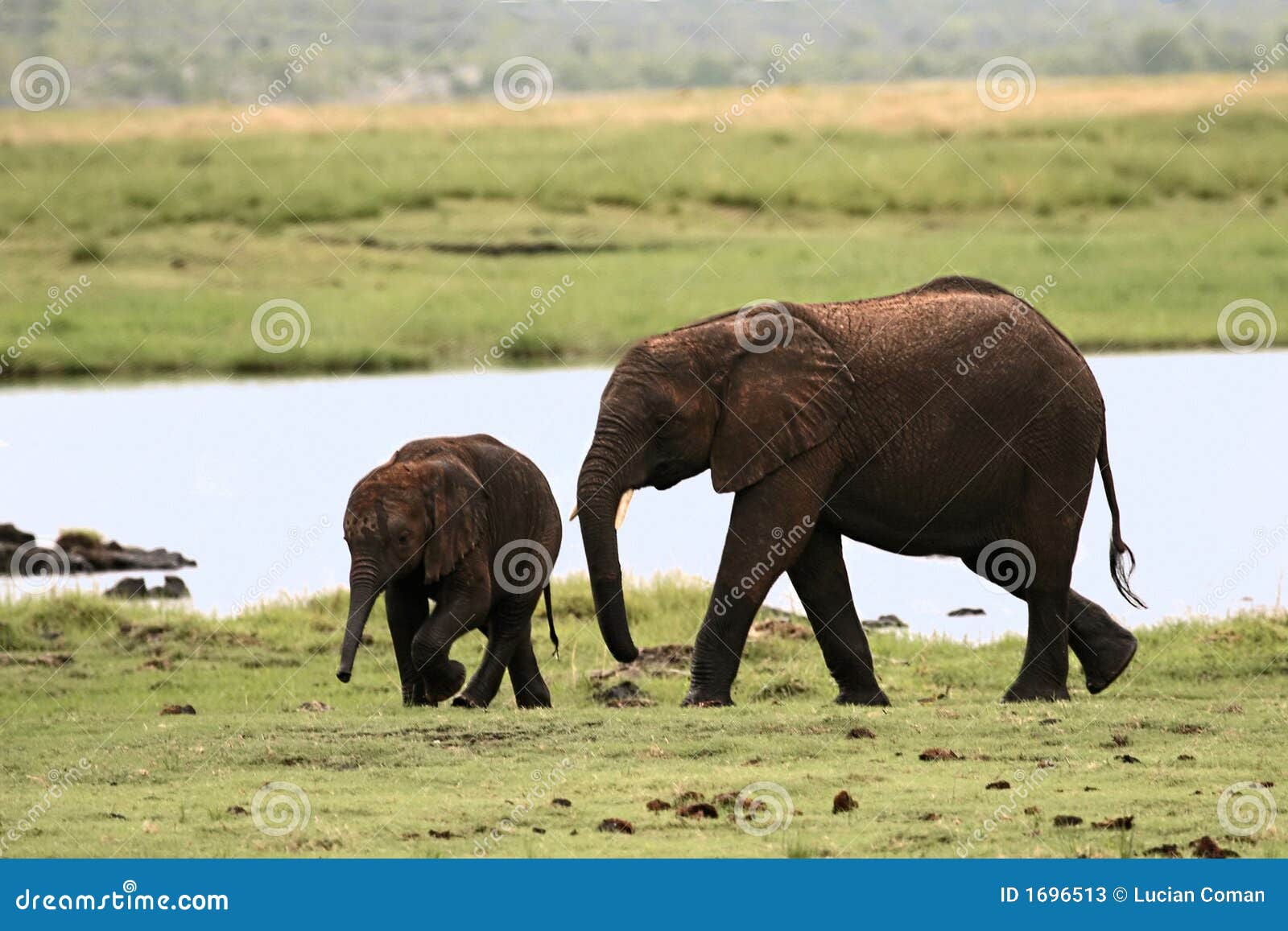 https://thumbs.dreamstime.com/z/elephant-baby-1696513.jpg