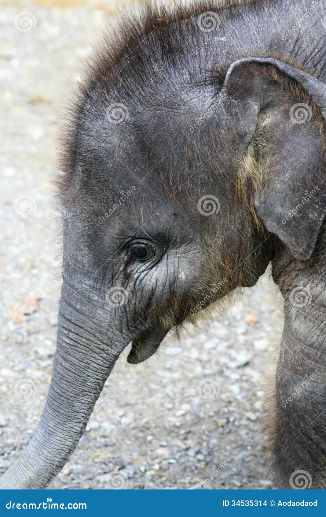 Elephant, baby stock photo. Image of calf, mammal, beautiful