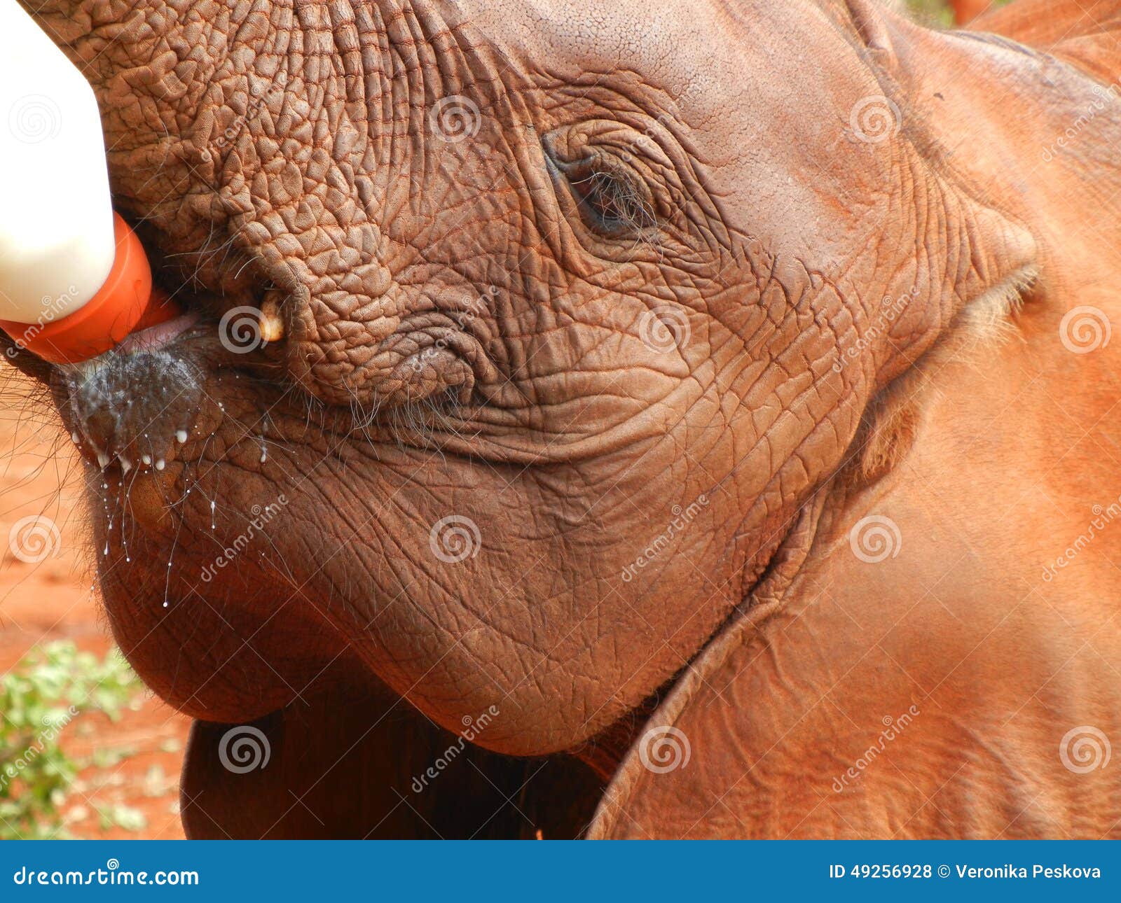 Elephant Baby is Feeding from the Bottle Stock Photo Image of orphan, gray 49256928