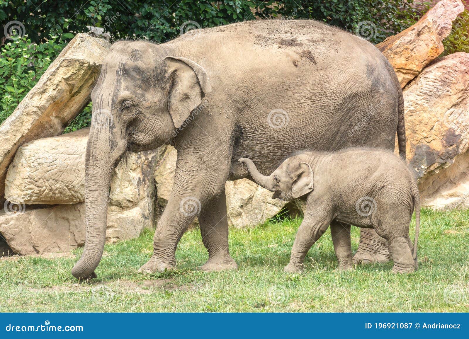 Elephant with Elephant Baby in Zoological Garden Stock Image Image of