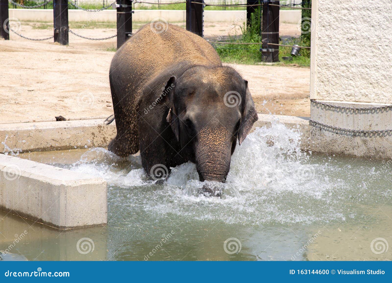 An Elephant Bathing and Drinking Water in a Bathtub Stock Photo Image