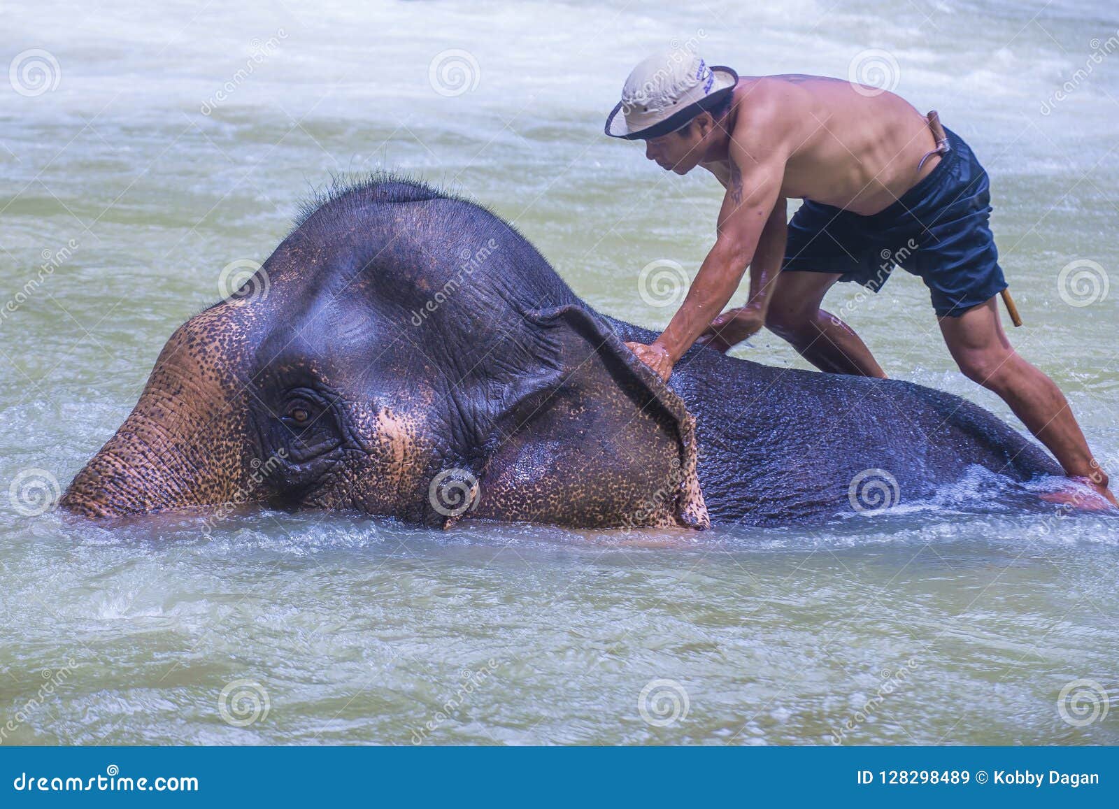 Elephant Bathing in Luang Prabang Laos Editorial Stock Image - Image of  jungle, tourism: 128298489