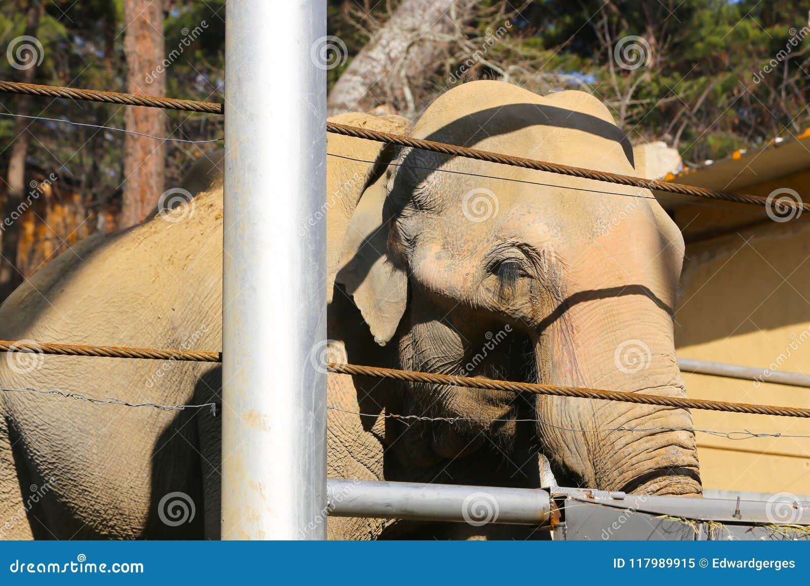 Elephant a big animal editorial image. Image of littel - 117989915