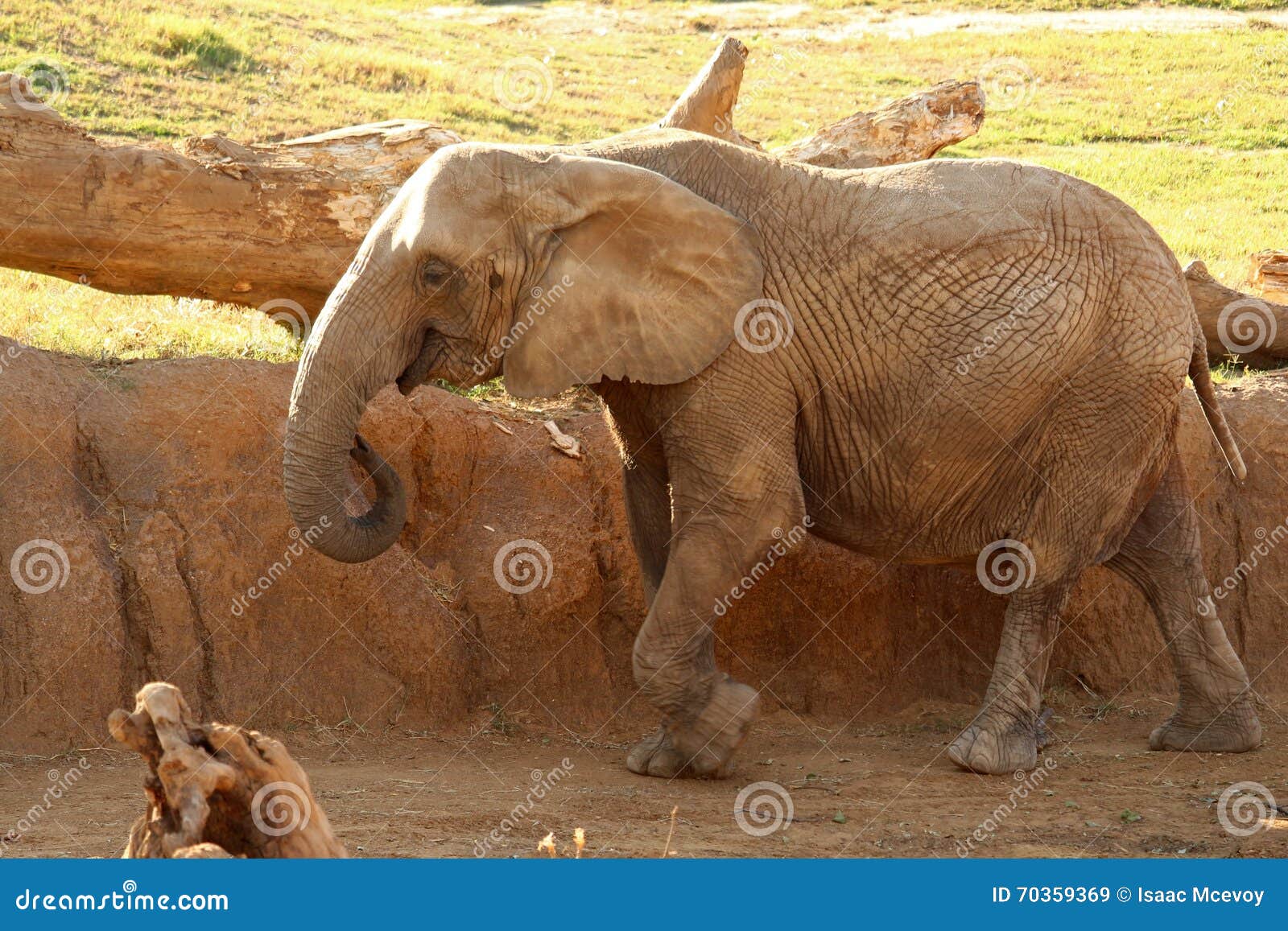 Elephant stock image. Image of slowly, asia, mammal, brown 70359369
