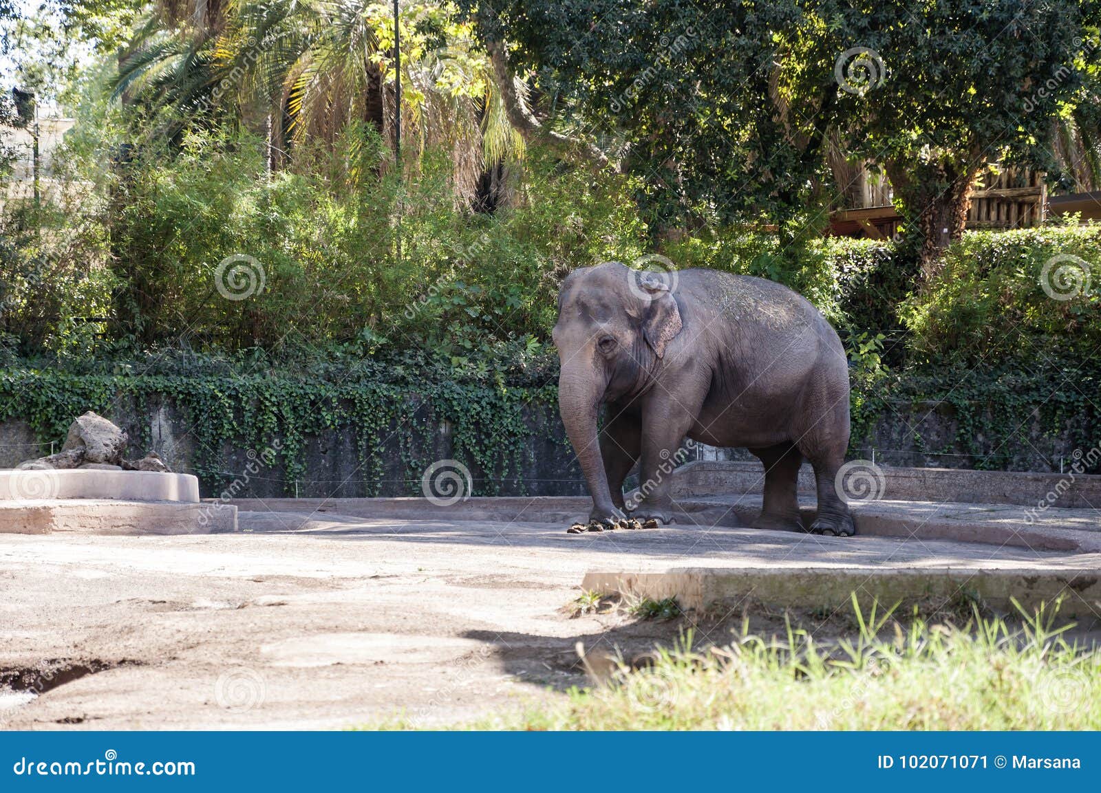 elephant at bioparco