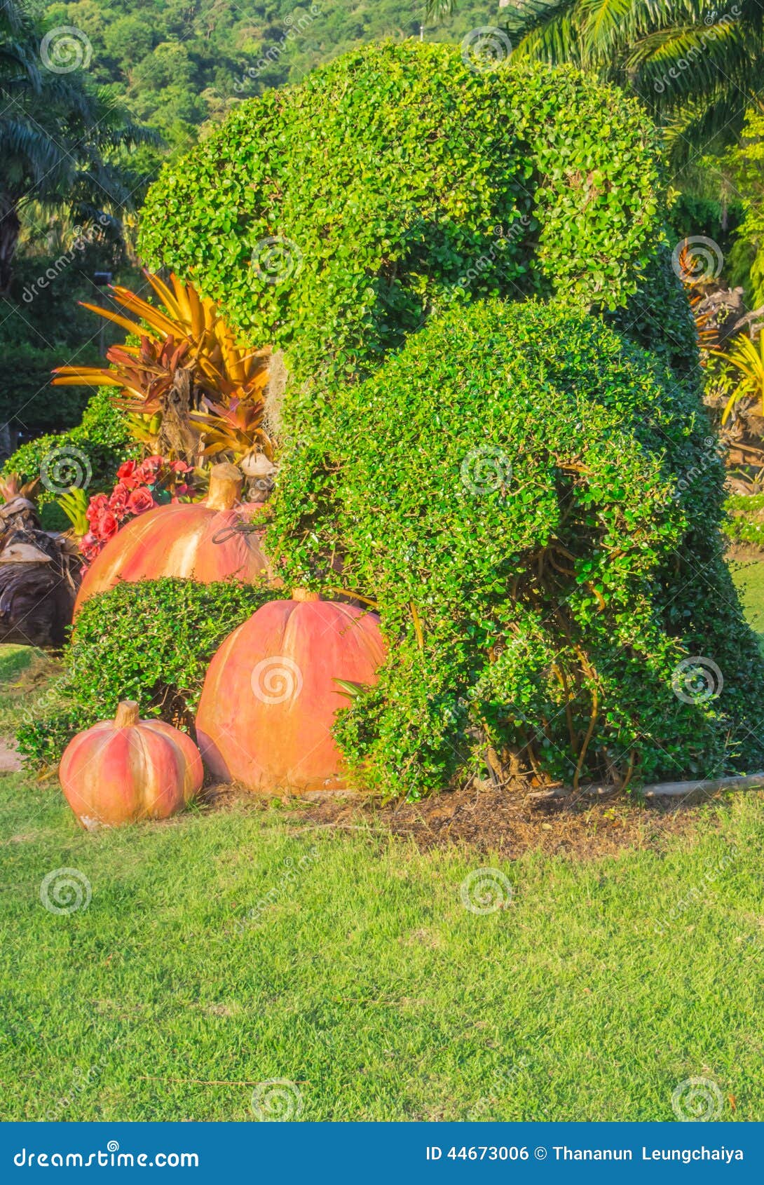 Elephant Bonsai Tree in the Garden. Stock Photo Image of tree