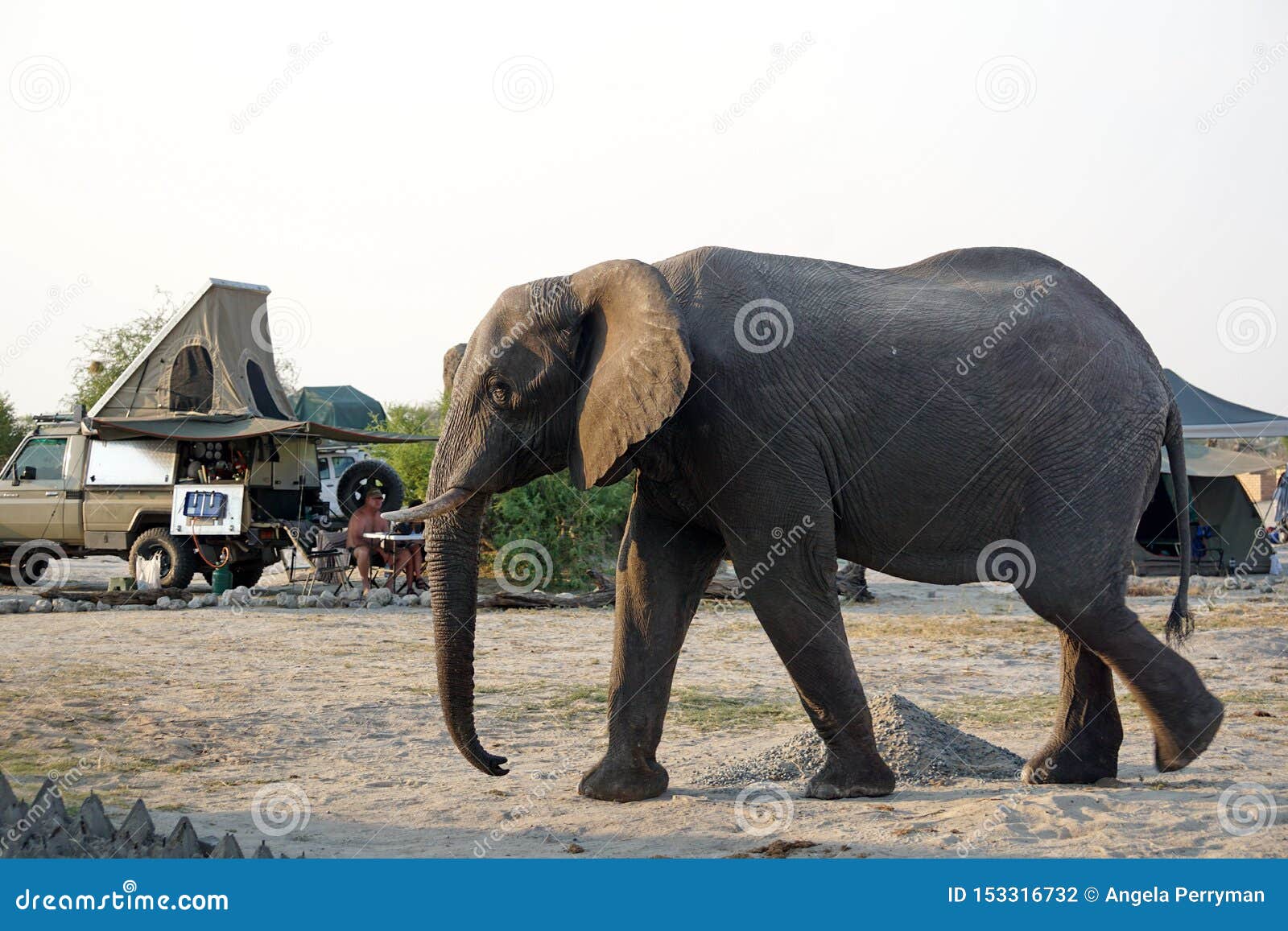 Elephant in a campground stock photo. Image of africa 153316732