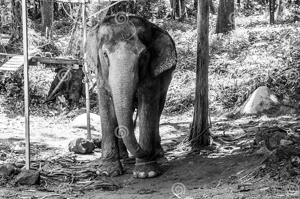 Elephant in chains stock photo. Image of chain, grass - 94205808