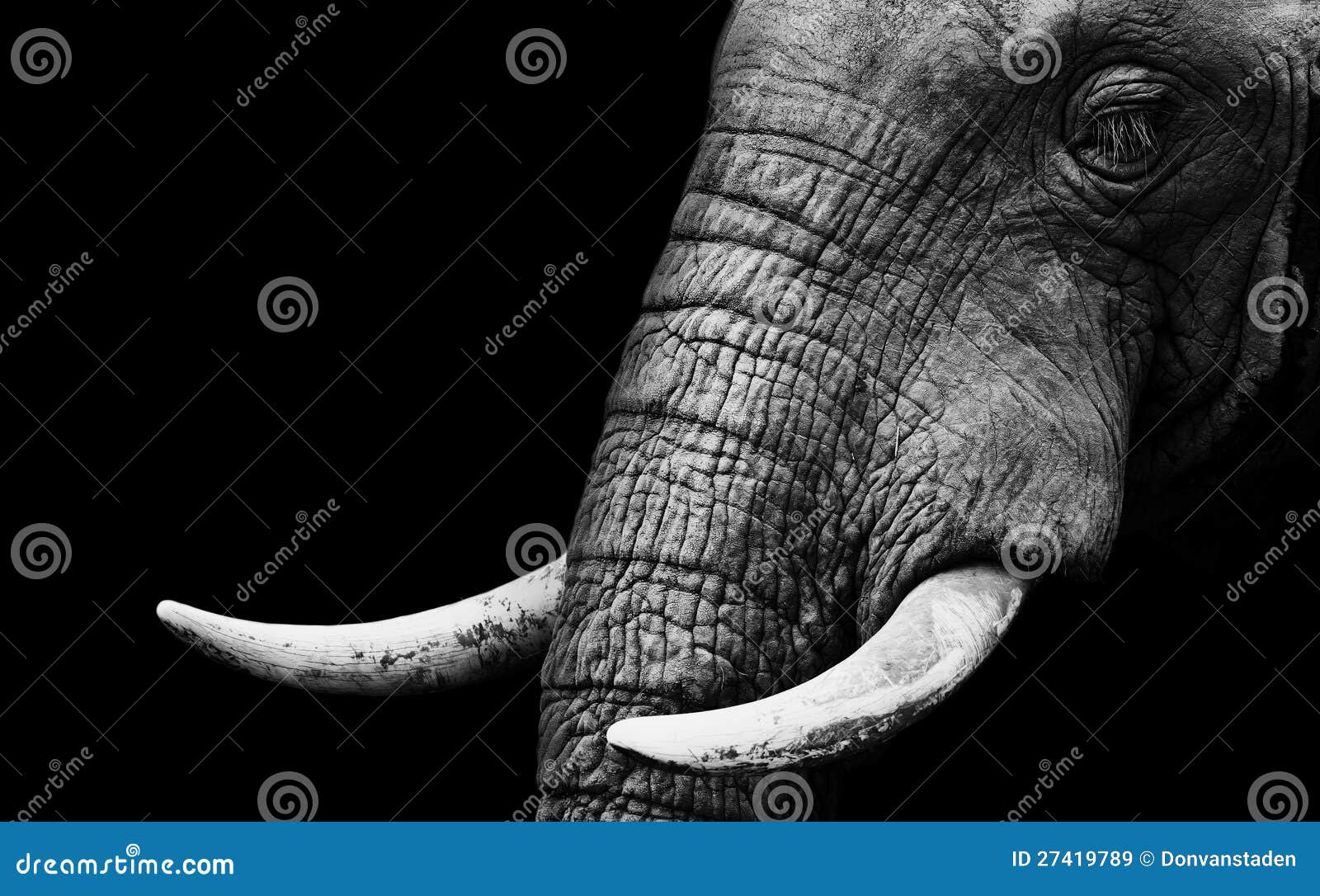 elephant close up