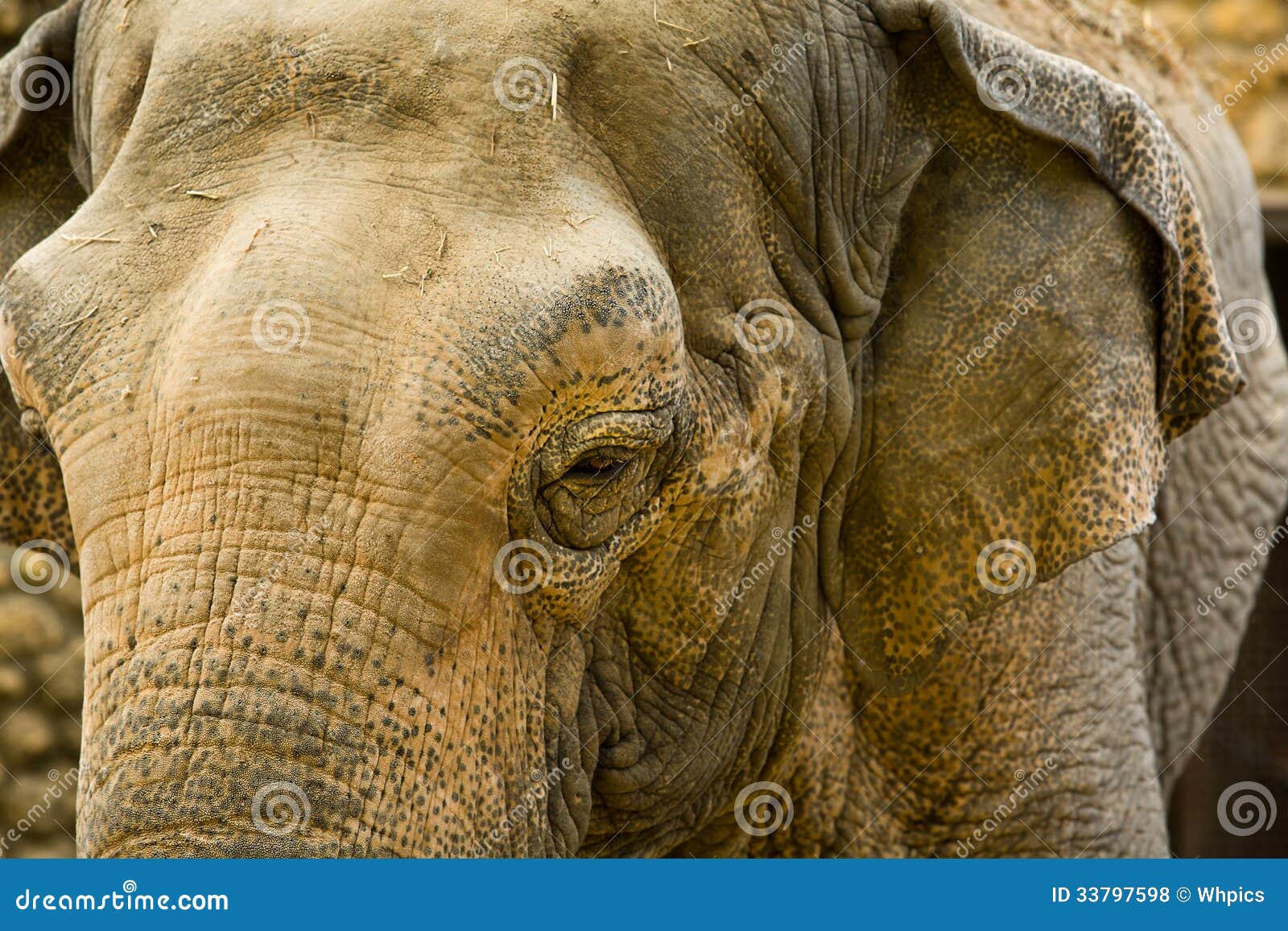 Elephant Close Up Seeing Skin Texture and Spots Stock Photo - Image of ...