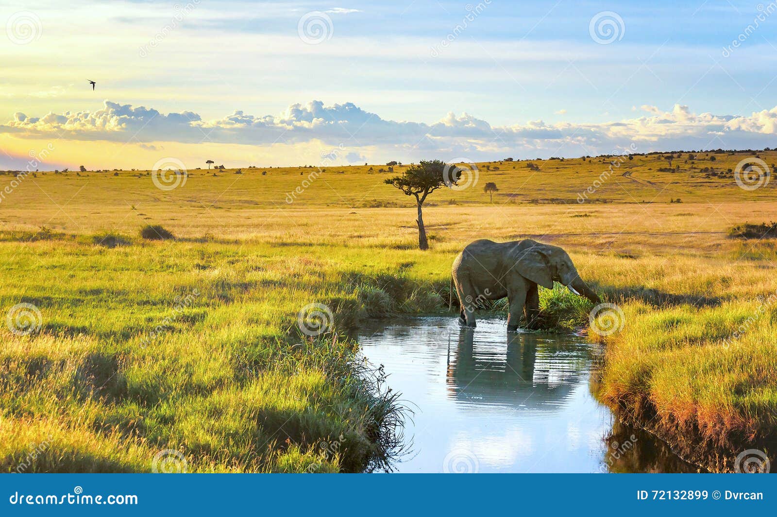 elephant cooling down in the water in masai mara resort, kenya