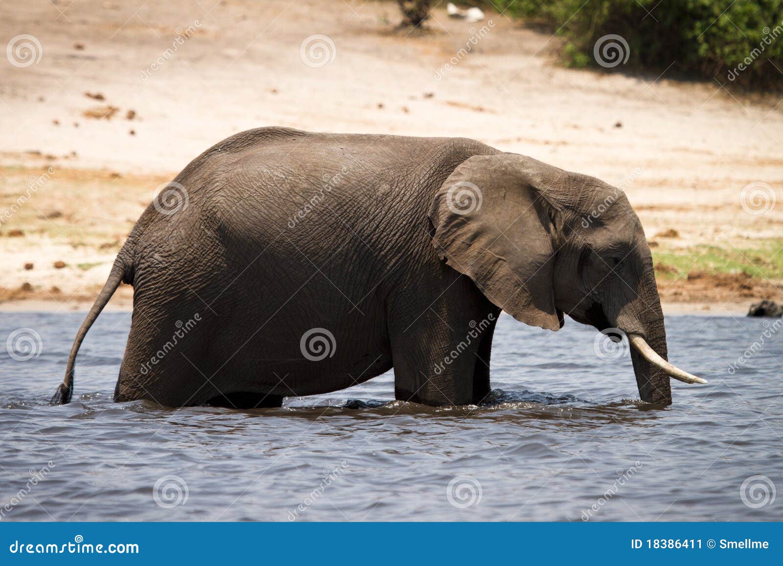 Elephant Drinking Water In River Stock Photography