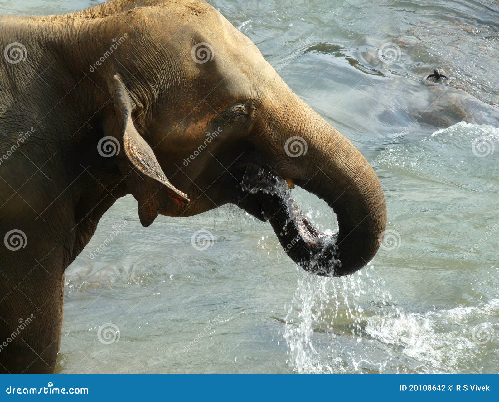 Elephant drinking water stock photo. Image of water, elephant 20108642
