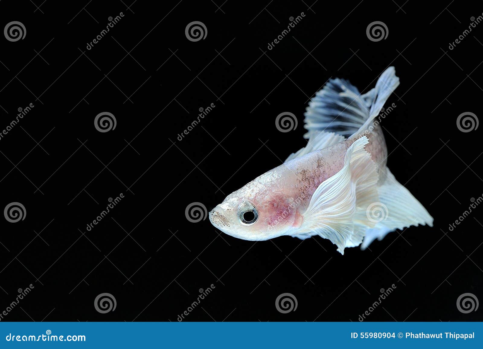 Elephant ear fighting fish stock photo. Image of beauty 55980904