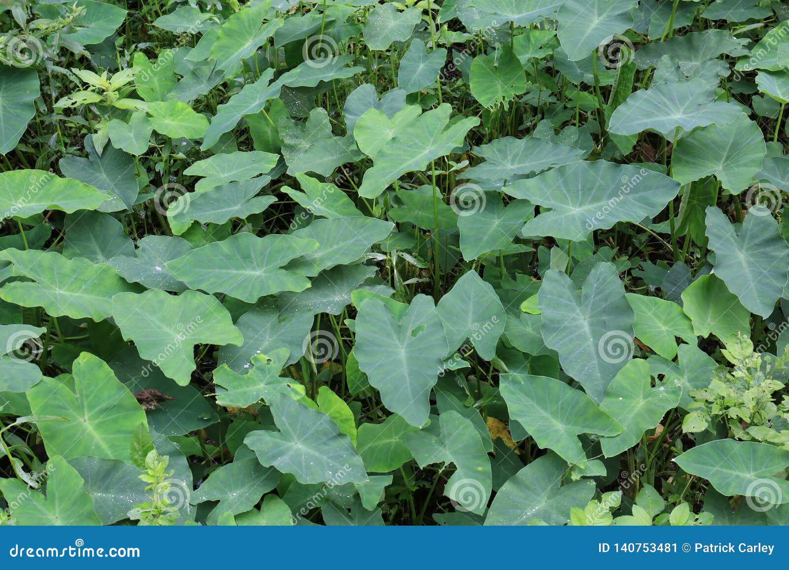 Elephant Ear Plant Background Growing in Florida Swamp Stock Image