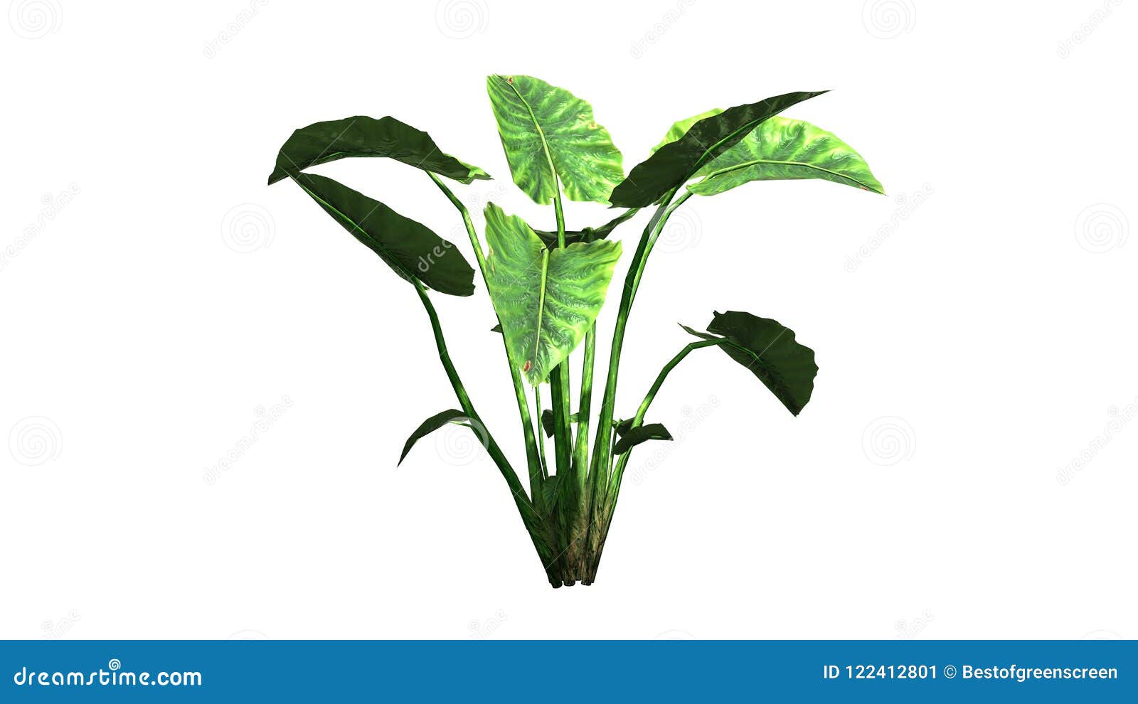 Elephant ear plant stock illustration. Illustration of garden - 122412801