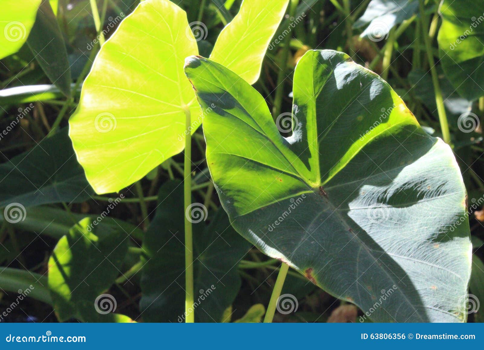 Elephant Ears stock photo. Image of river, pond, plants 63806356