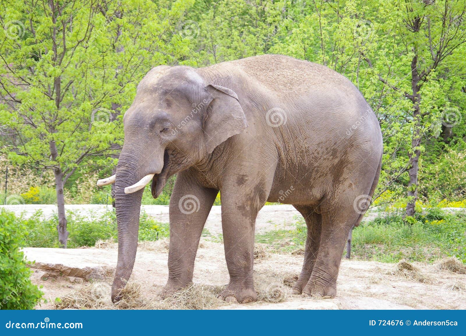 Elephant Eating stock photo. Image of mammal, tusks, safari 724676