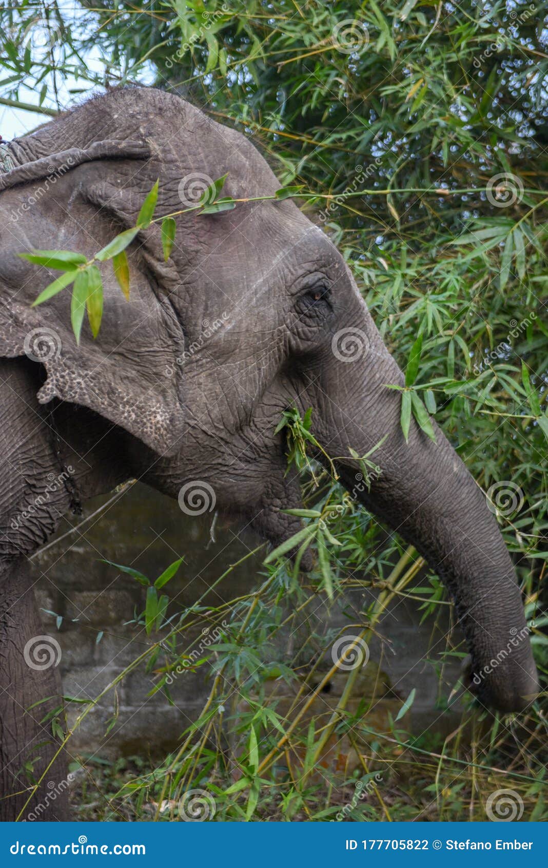 Elephant Eating Bamboo at Chitwan National Park, Nepal Stock Photo