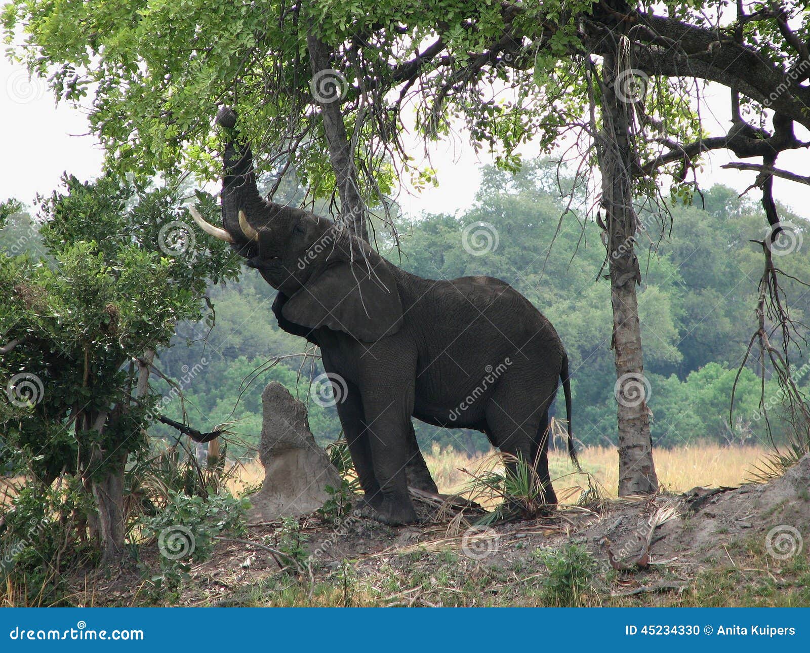 Elephant eating leaves stock photo. Image of elephant 45234330