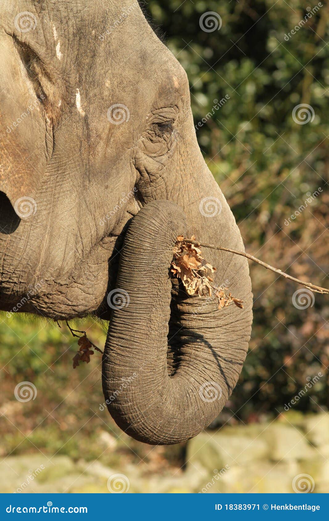 Elephant eating a twig stock image. Image of wild, fauna 18383971