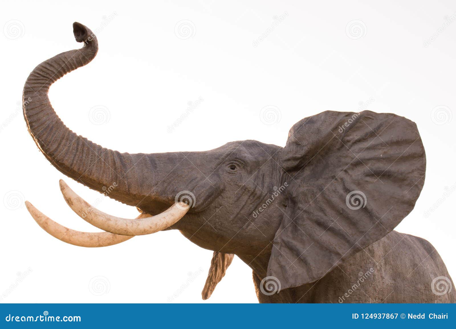 elephant elefante trompa trunk giant