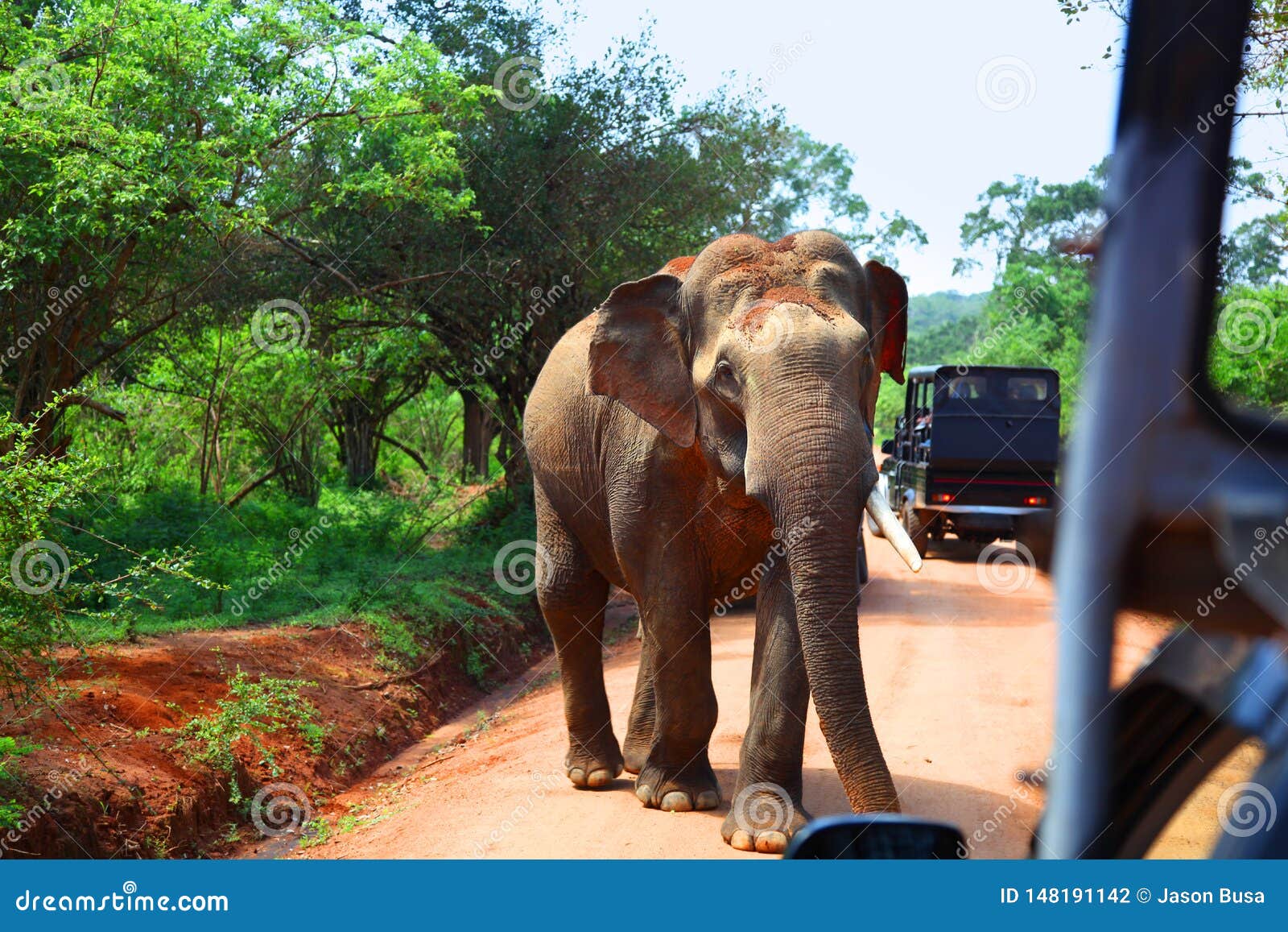 Elephant Encounter on Road while on Safari in Yala National Park Stock