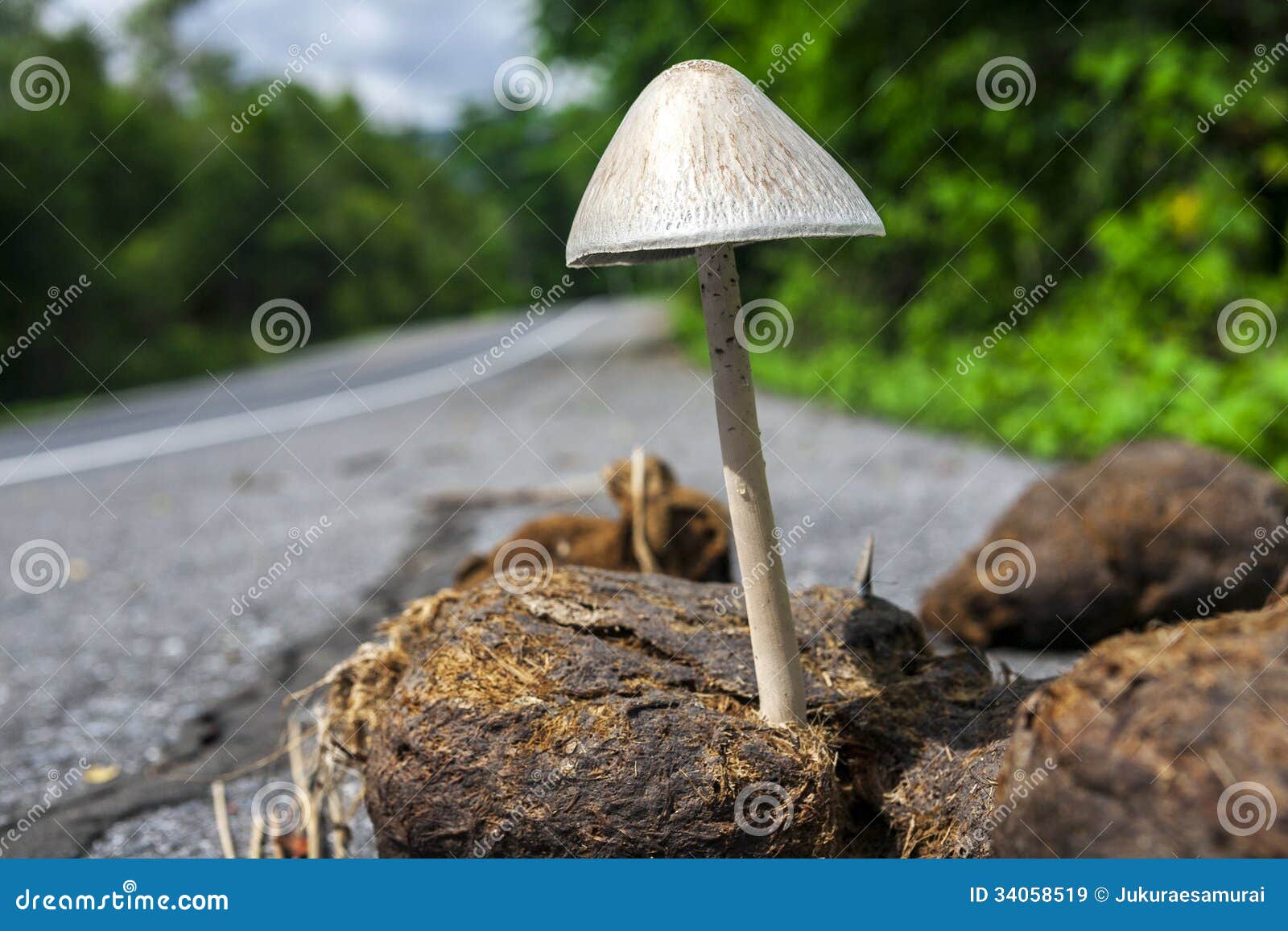 Mushroom grow up in elephant excrement