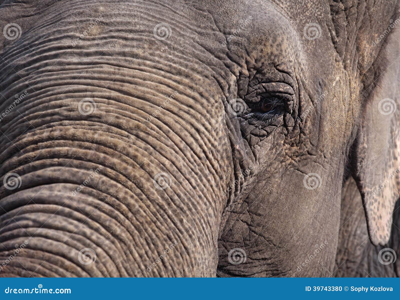 260 Elephant Leather Fashion Stock Photos - Free & Royalty-Free Stock  Photos from Dreamstime