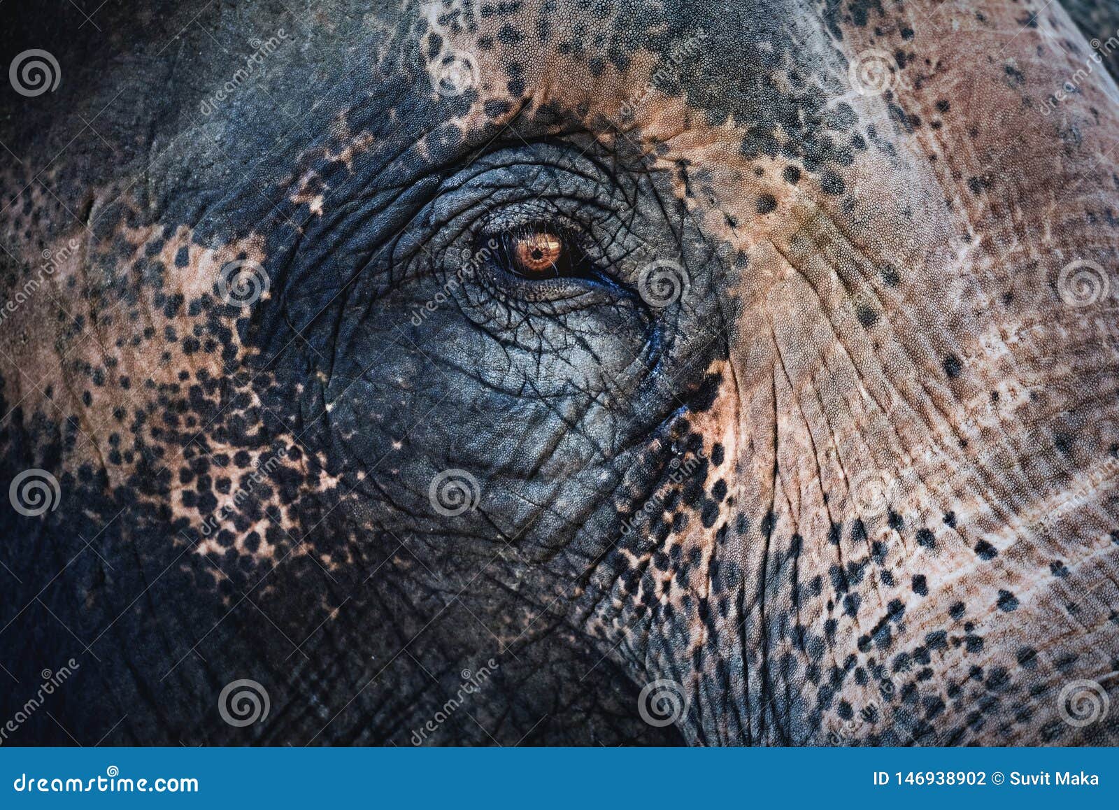 Elephant eyes stock photo. Image of eyes, animal, nature 146938902