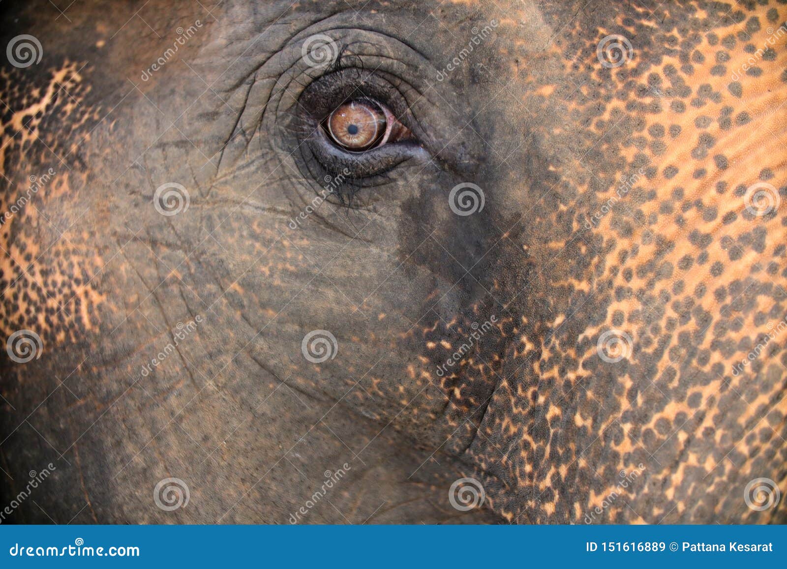 Elephant Eyes From Thailand Stock Image 151617301