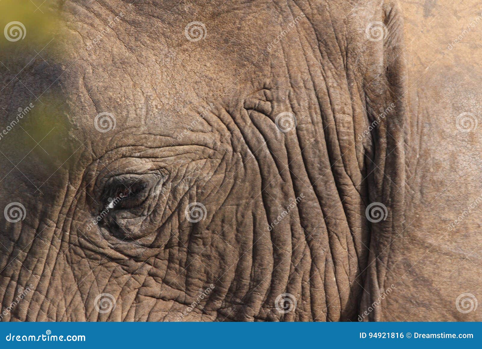 Elephant face stock photo. Image of colors, afternoon 94921816