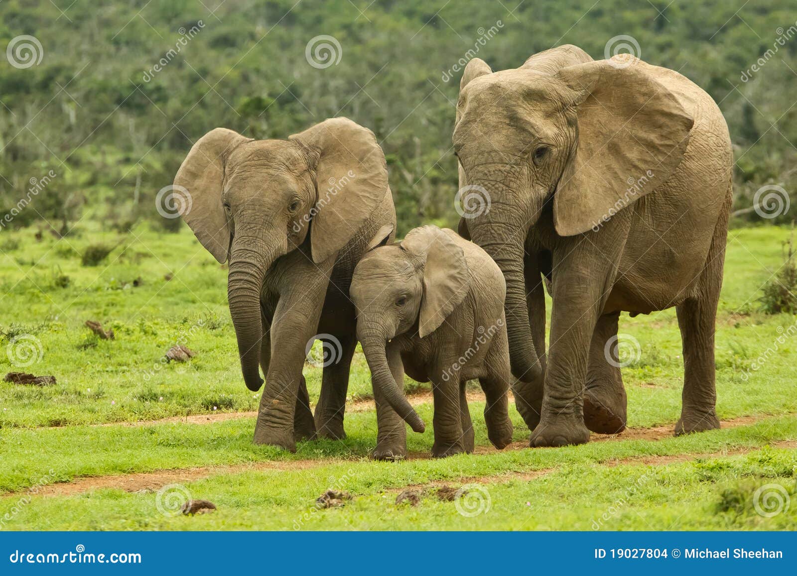 elephant-family-19027804.jpg