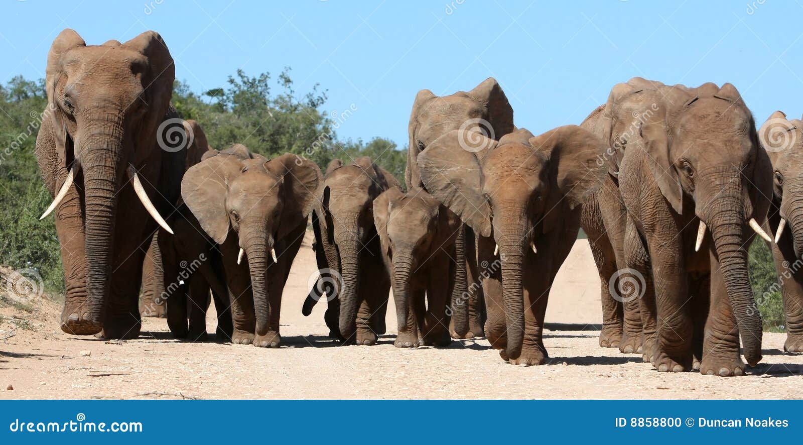 elephant family herd